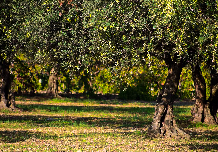 drzewa oliwne