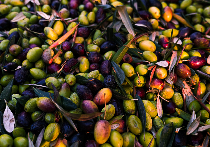 zbiór oliwek